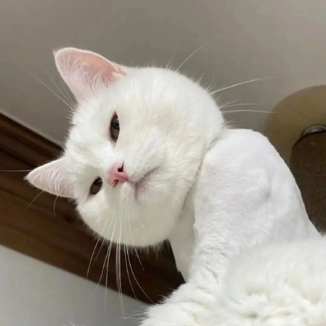 猫咪萌宠头像