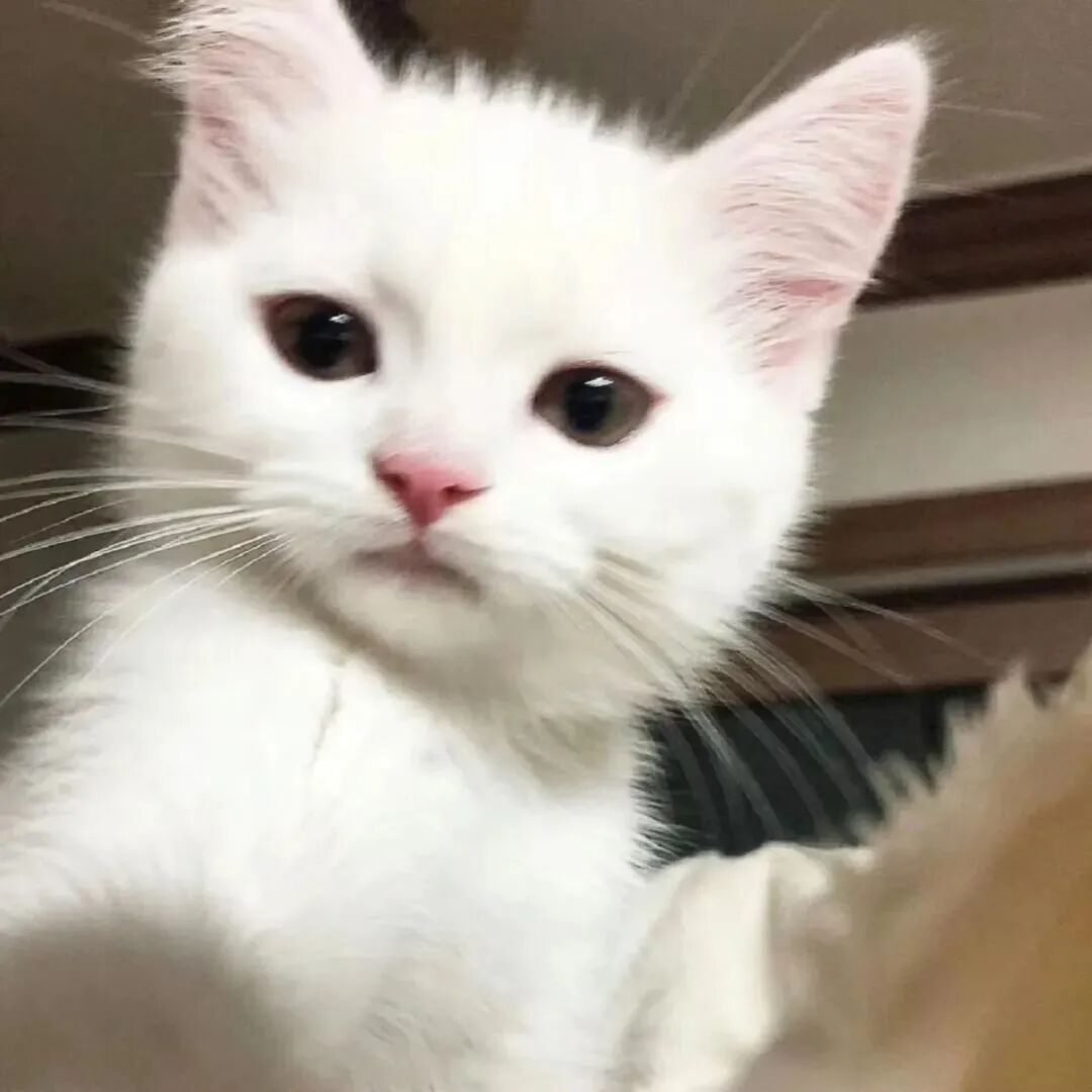猫咪萌宠头像