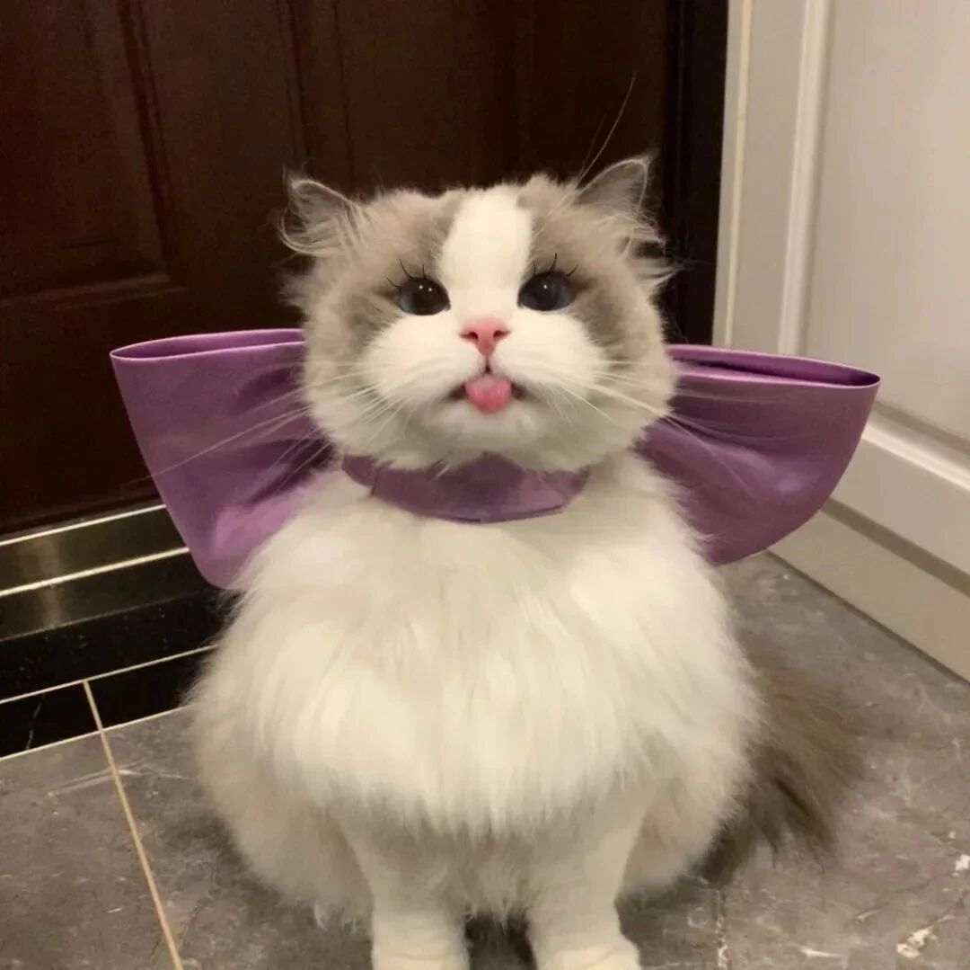 猫咪萌宠头像