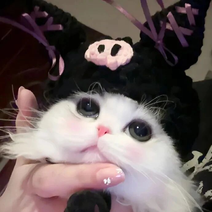 猫咪萌宠头像