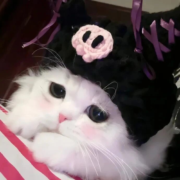 猫咪萌宠头像