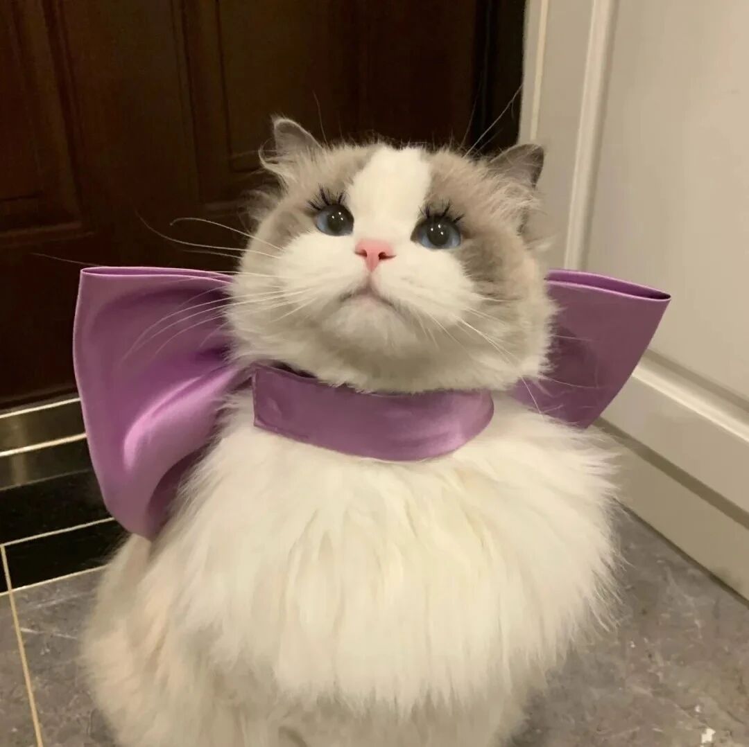 猫咪萌宠头像