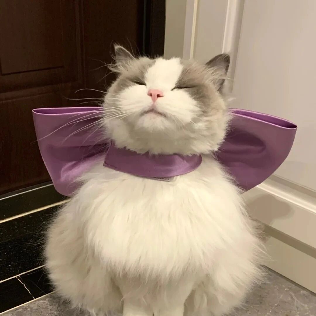 猫咪萌宠头像