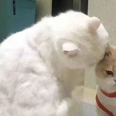 mcangenniaihainuo猫咪萌宠情侣头像