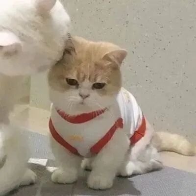mcangenniaihainuo猫咪萌宠情侣头像