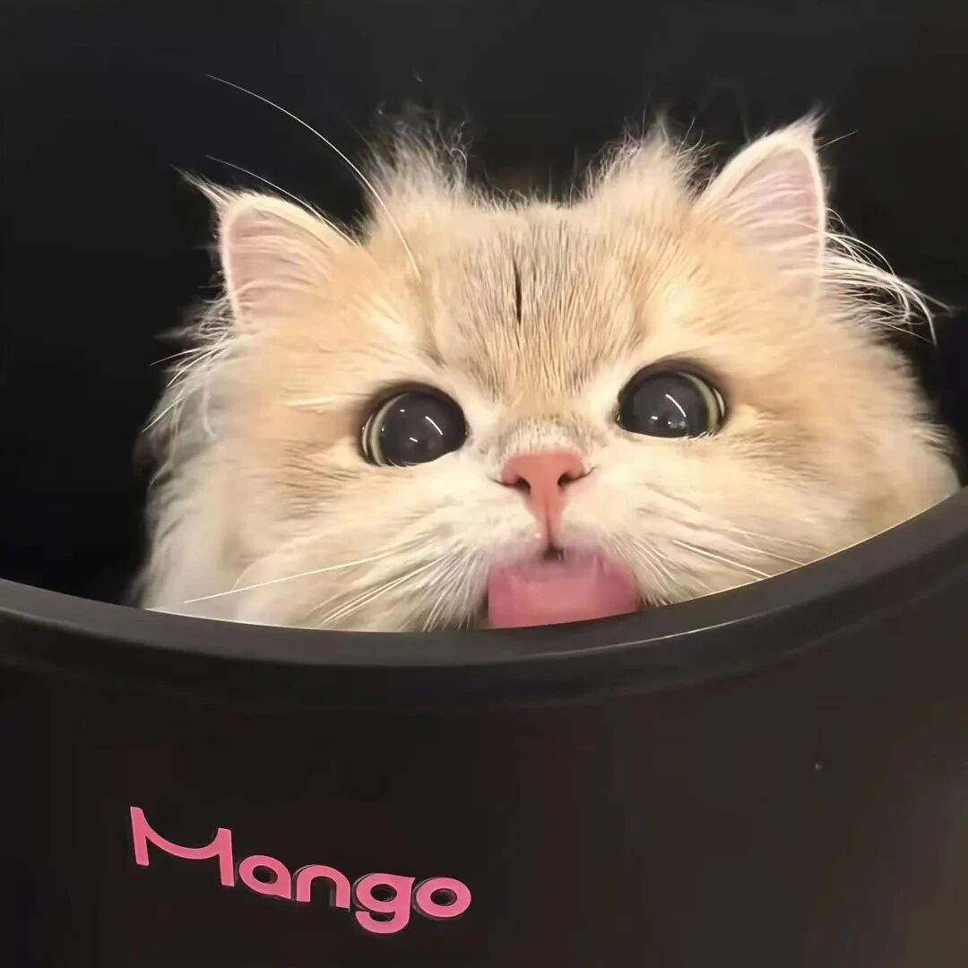 可爱猫咪萌宠头像