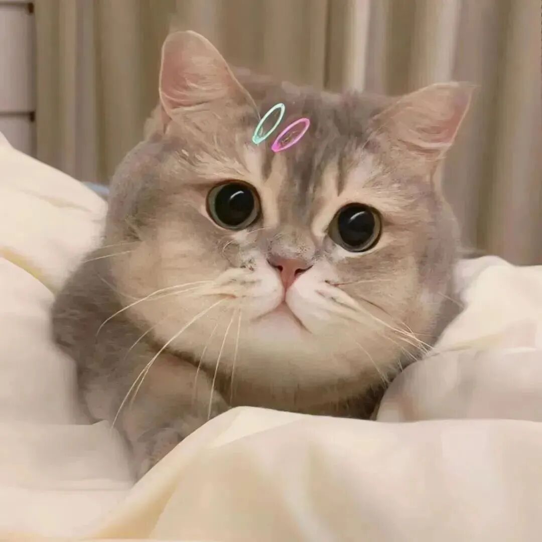 可爱猫咪萌宠头像