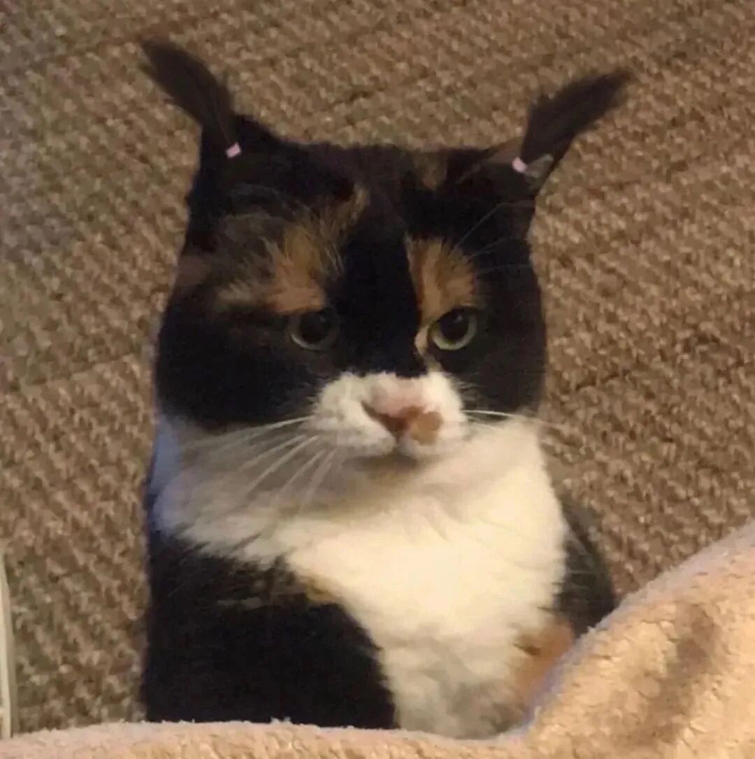 沙雕搞怪猫咪萌宠头像