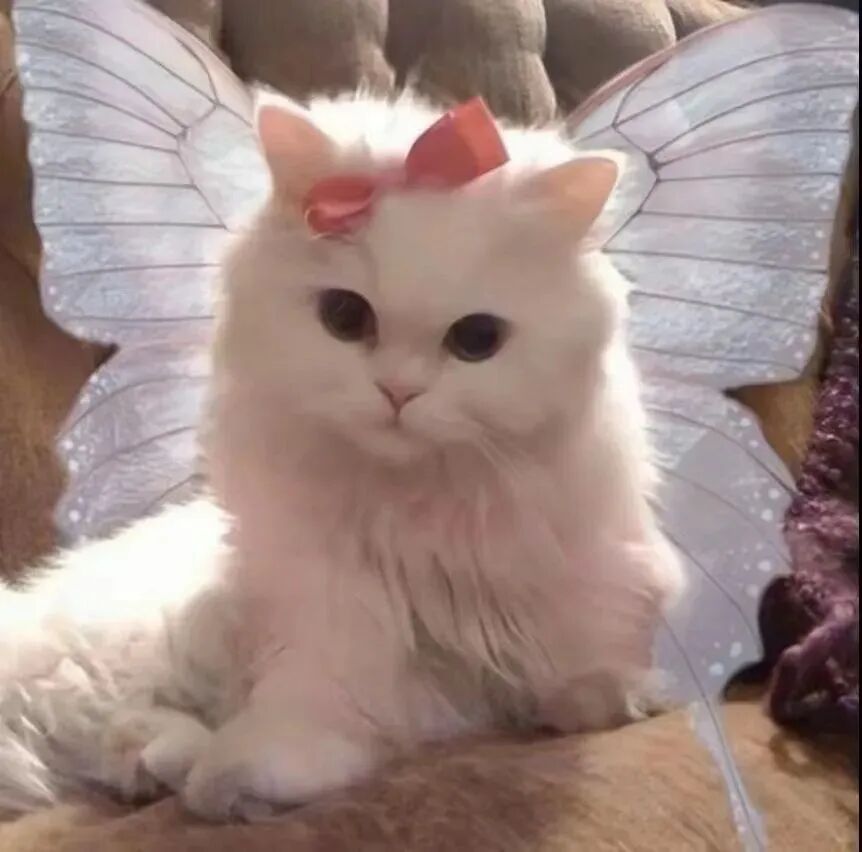 可爱蝴蝶猫咪萌宠头像