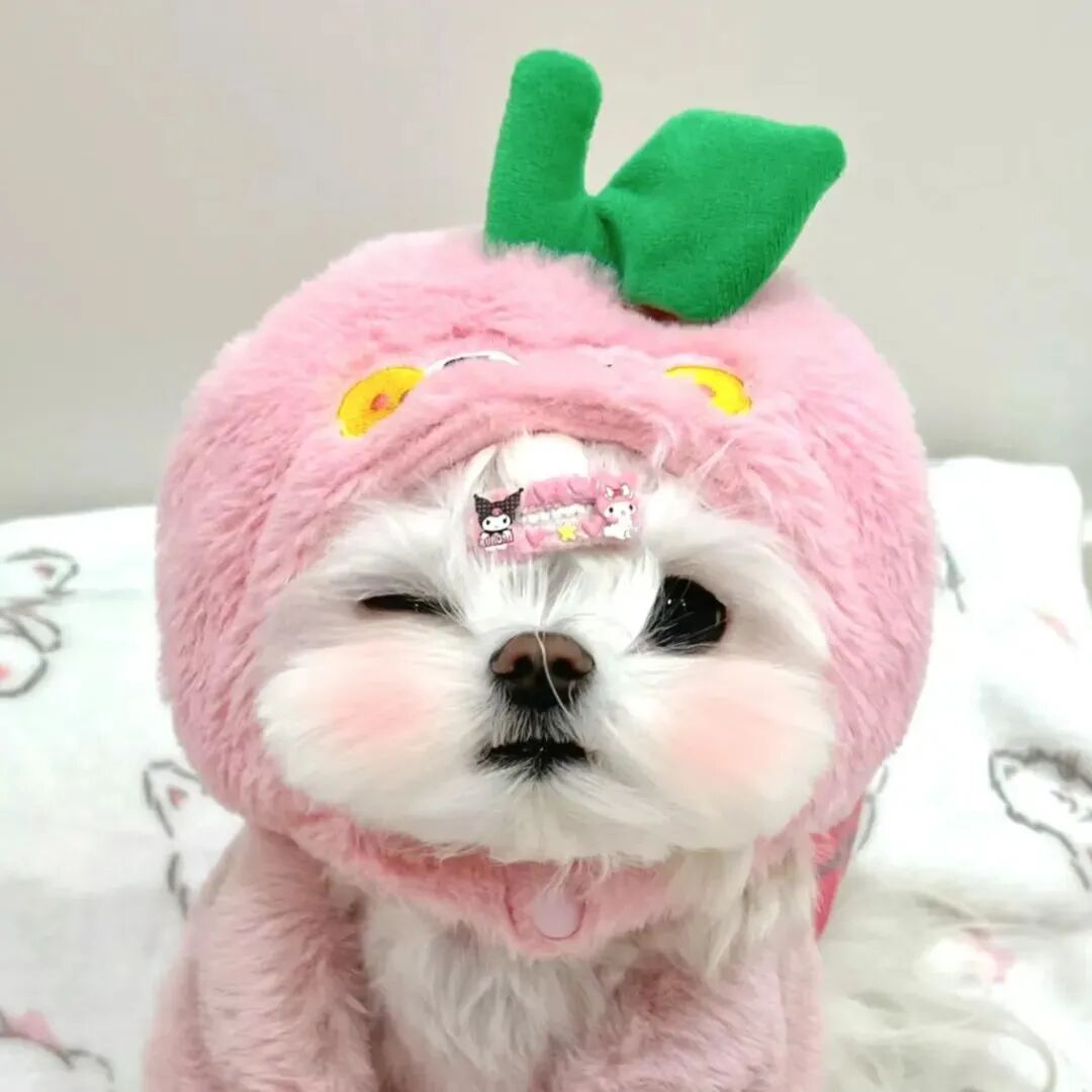 可爱狗狗萌宠头像
