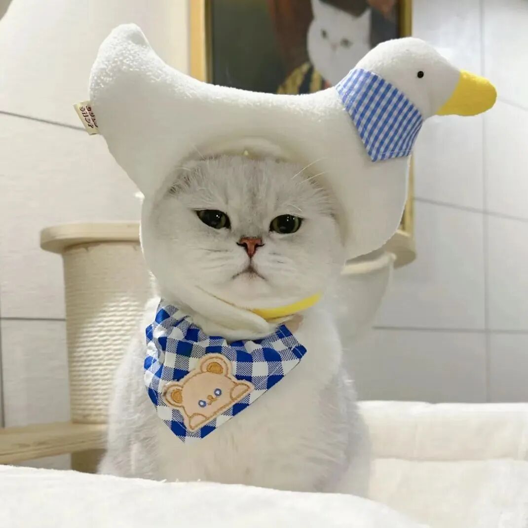 可爱猫咪萌宠头像