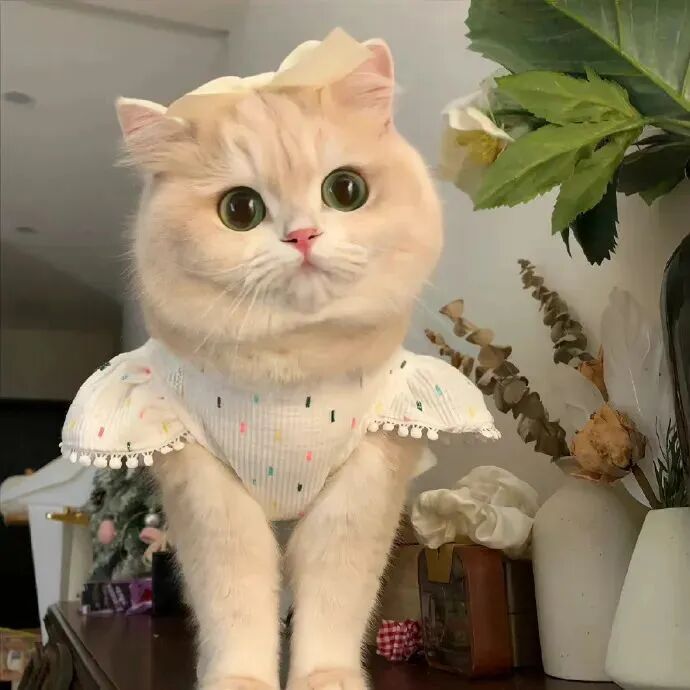 可爱猫咪萌宠头像