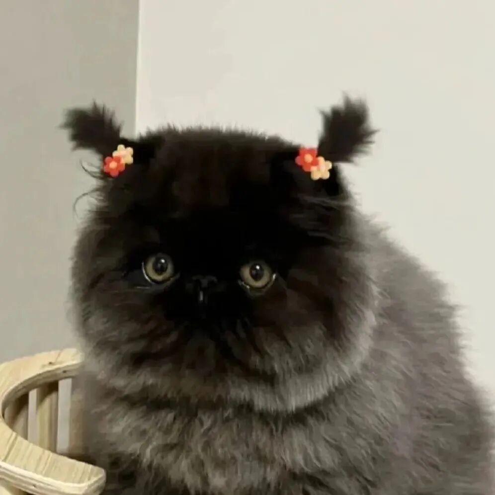 可爱煤球猫咪萌宠头像