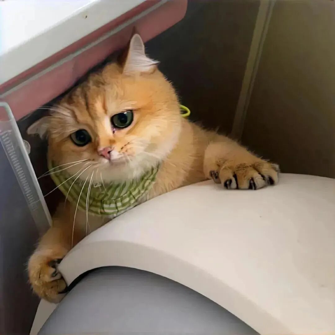 猫咪萌宠头像