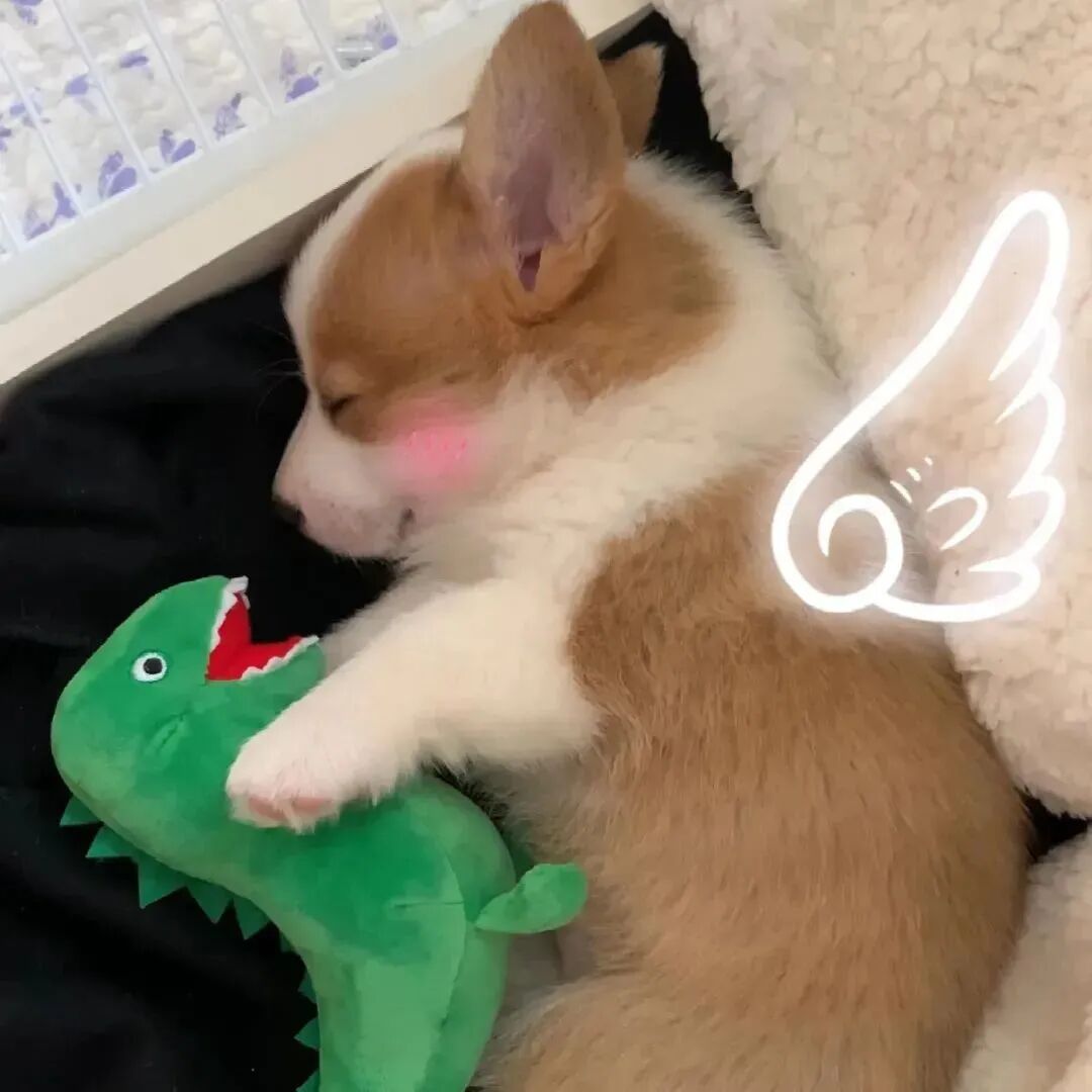 可爱萌宠头像狗狗头像