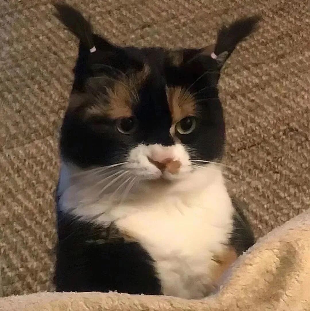 可爱萌宠头像猫咪头像