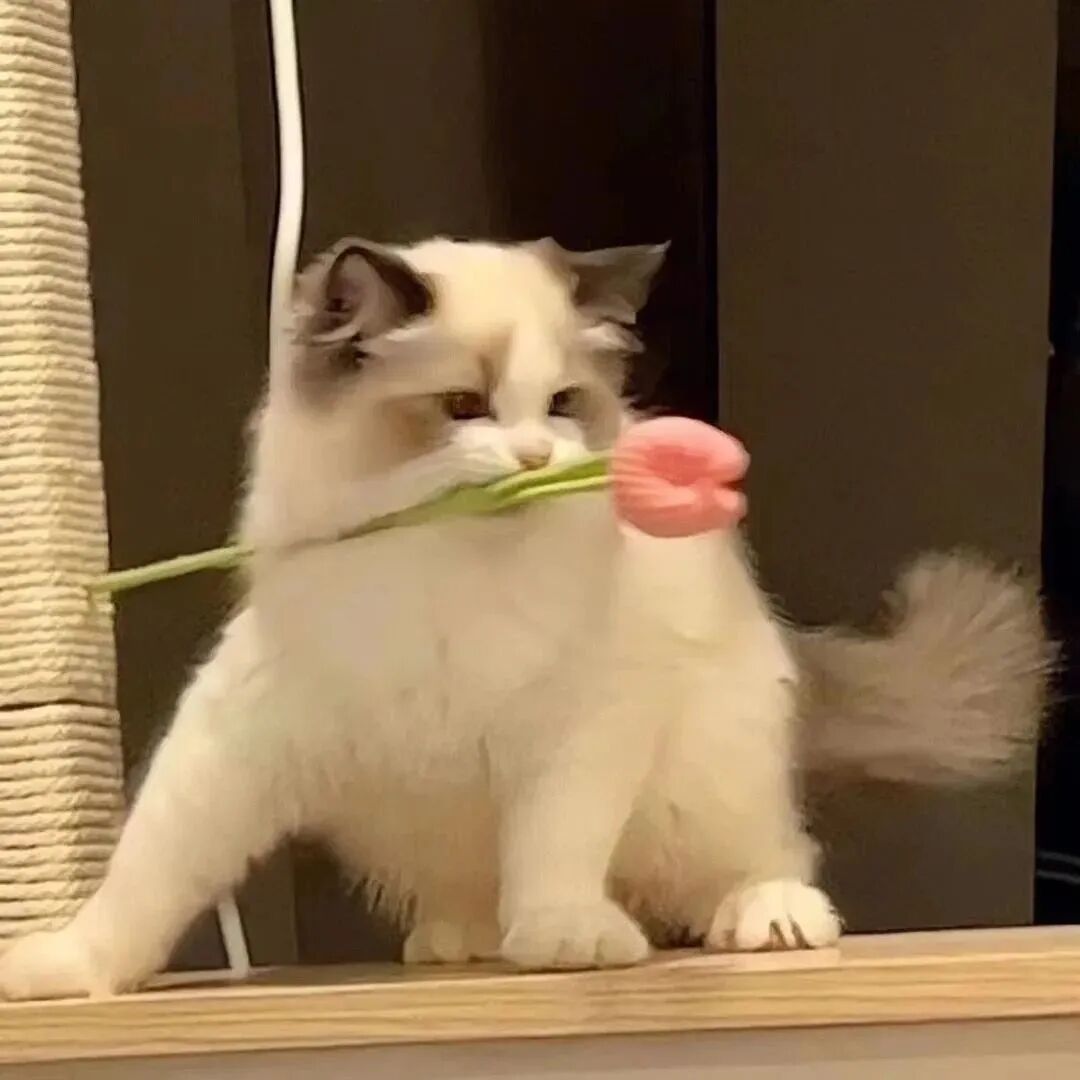 可爱萌宠头像猫咪鲜花头像