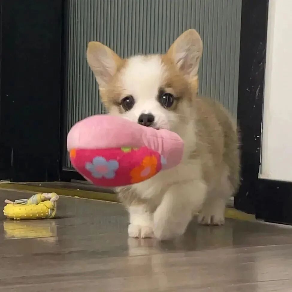 可爱萌宠头像狗狗头像