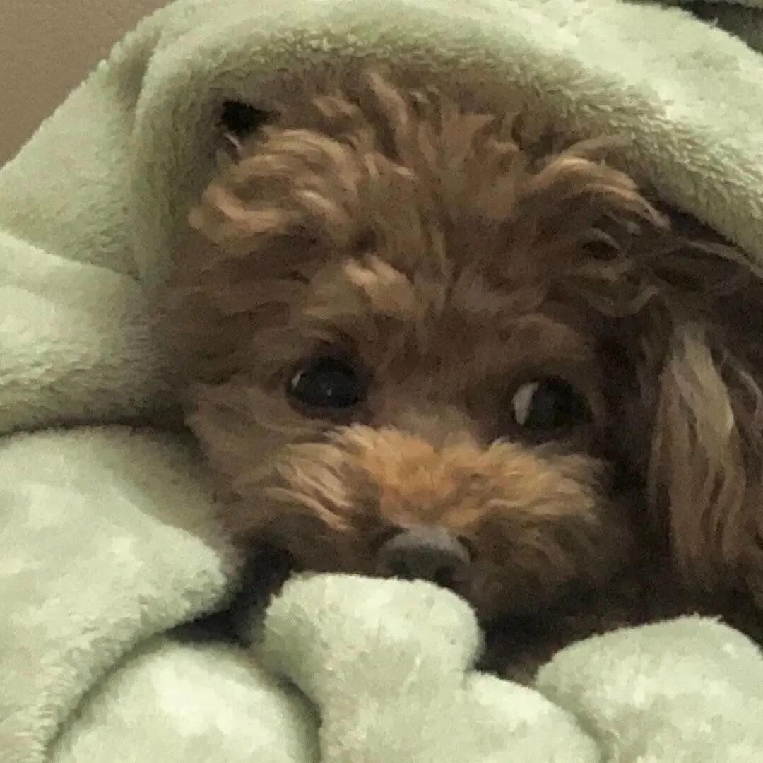 可爱萌宠头像狗狗头像