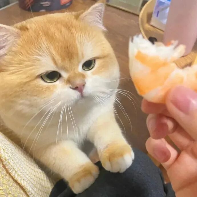可爱猫咪头像萌宠头像
