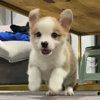 可爱萌宠头像狗狗头像