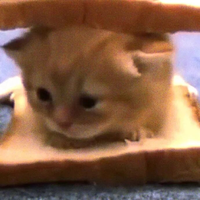 猫咪萌宠头像