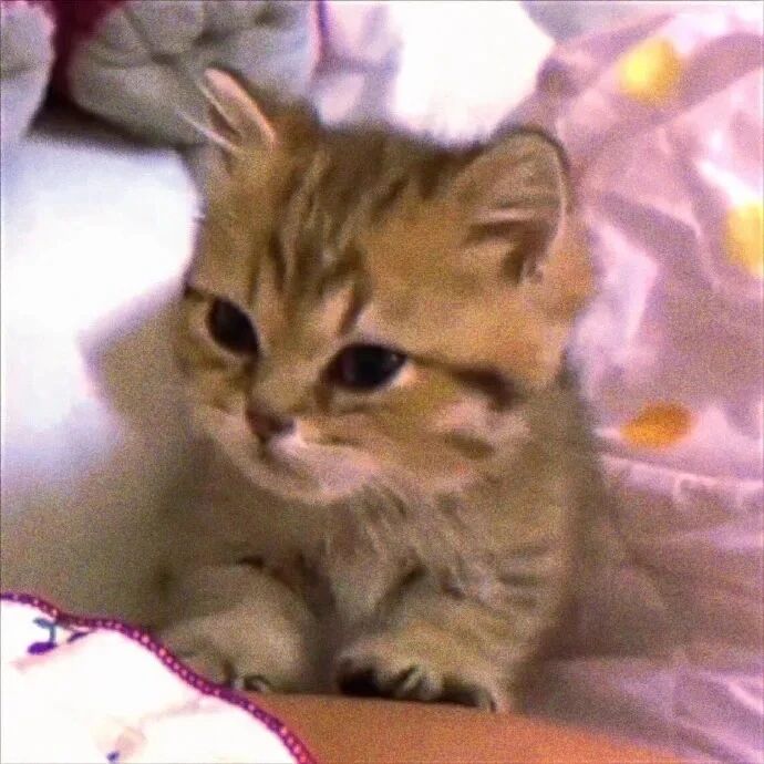 猫咪萌宠头像