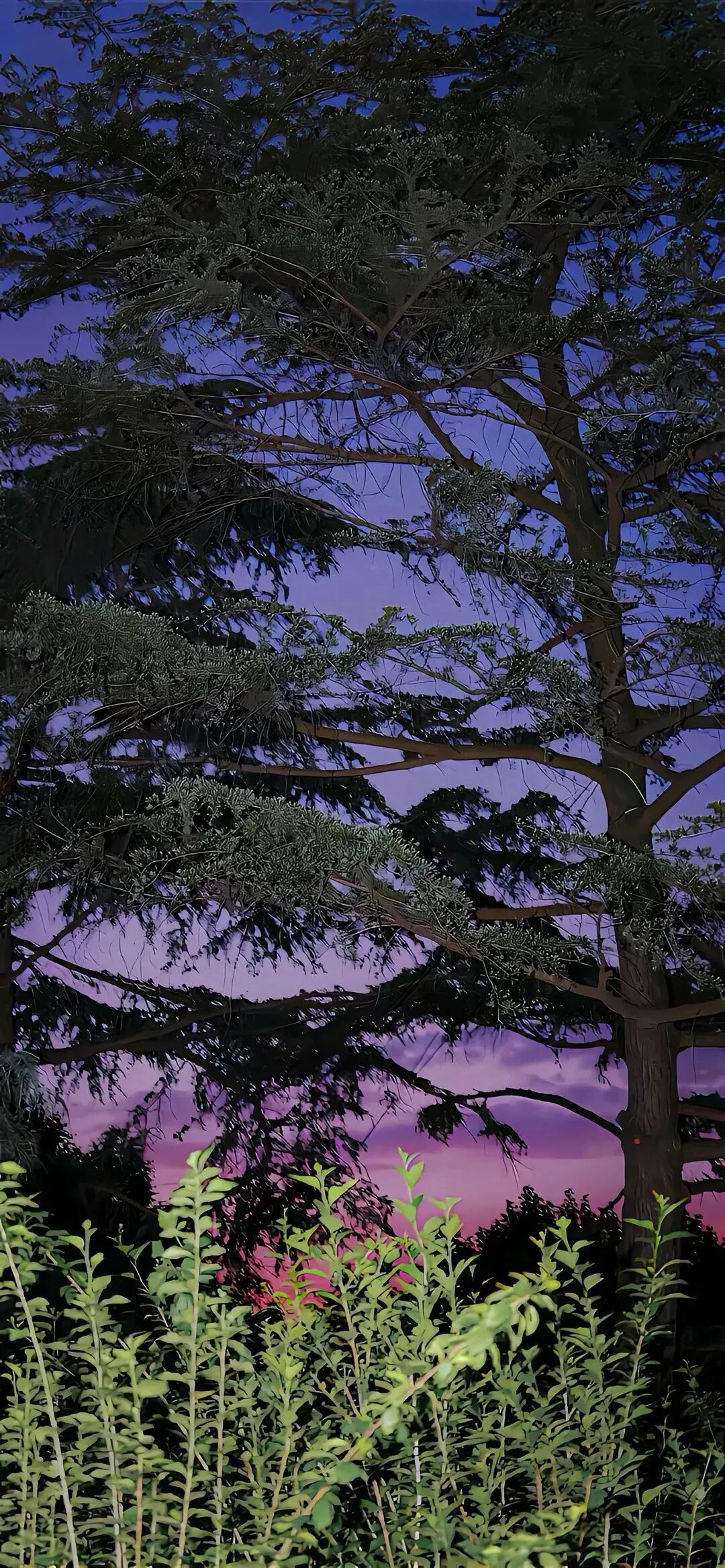 风景