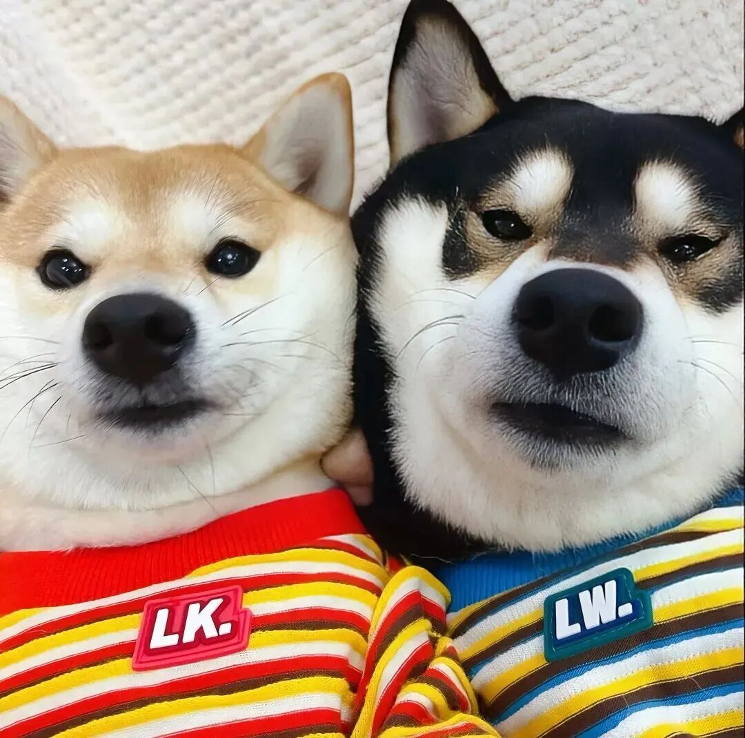 chaiquanlaopo柴犬狗狗情侣头像