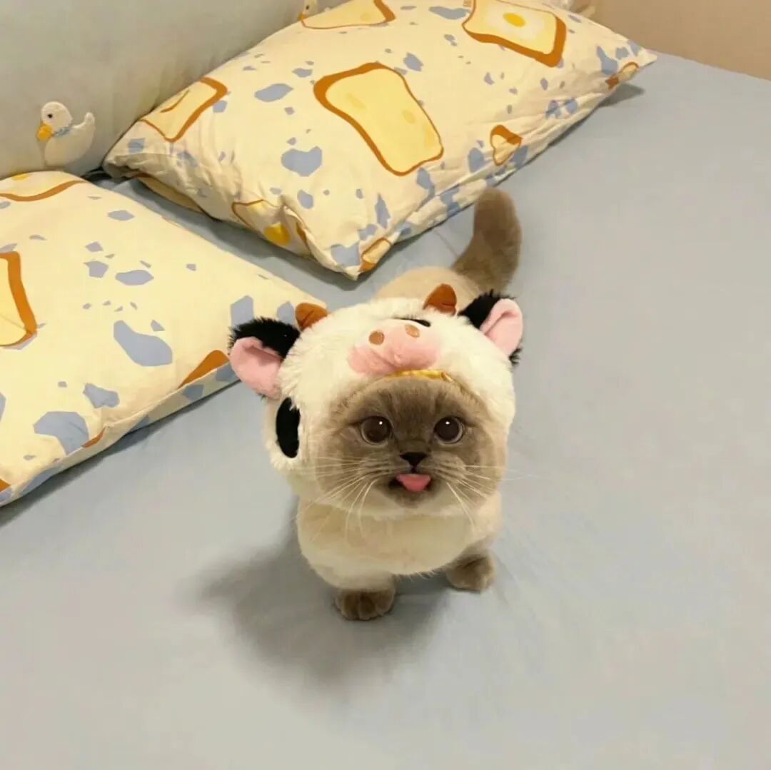 可爱猫咪萌宠头像