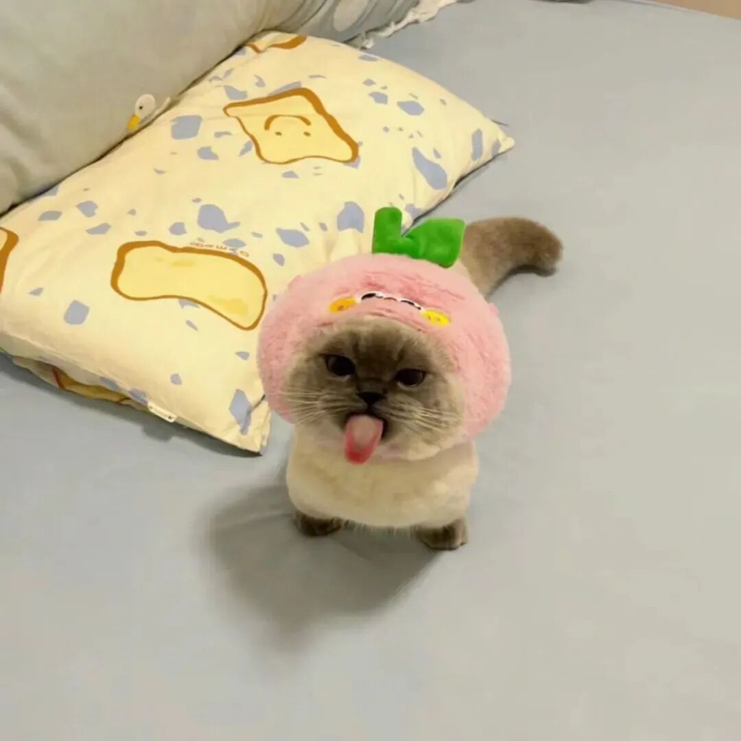可爱猫咪萌宠头像
