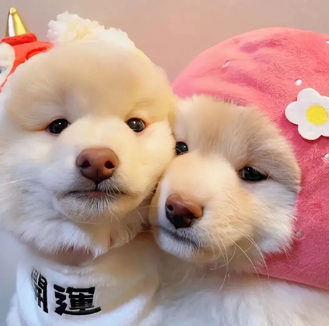 gougoulaopoao狗狗情侣头像