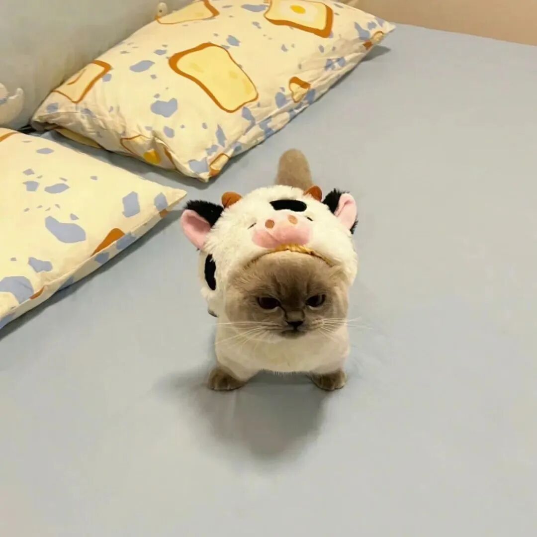 可爱猫咪萌宠头像