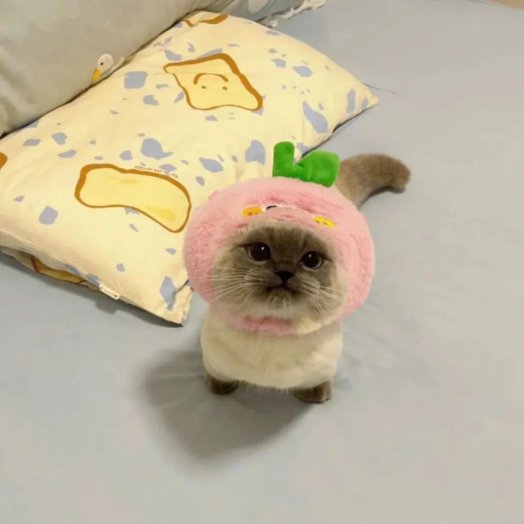 可爱猫咪萌宠头像