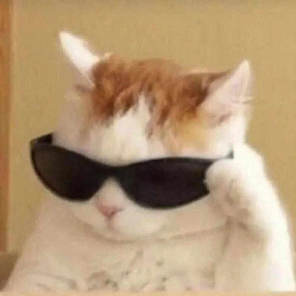 墨镜沙雕搞怪猫咪萌宠头像