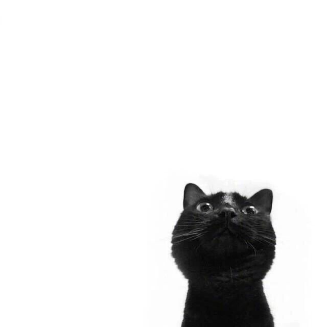 黑猫咪简约萌宠头像