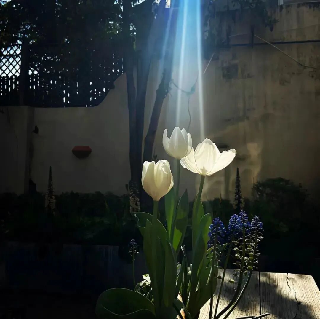 光感鲜花背景图