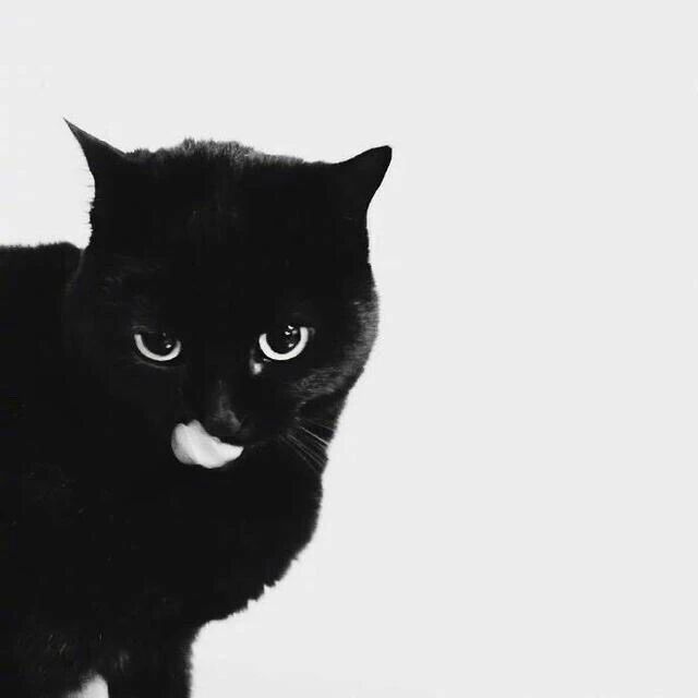 黑猫咪简约萌宠头像