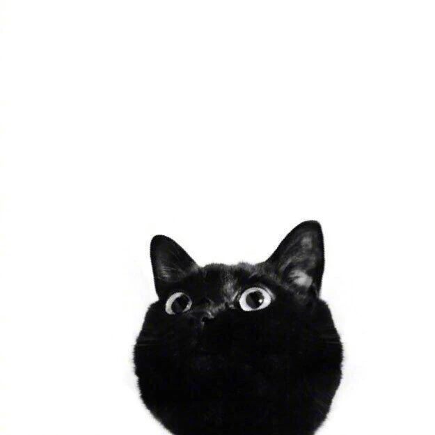 黑猫咪简约萌宠头像