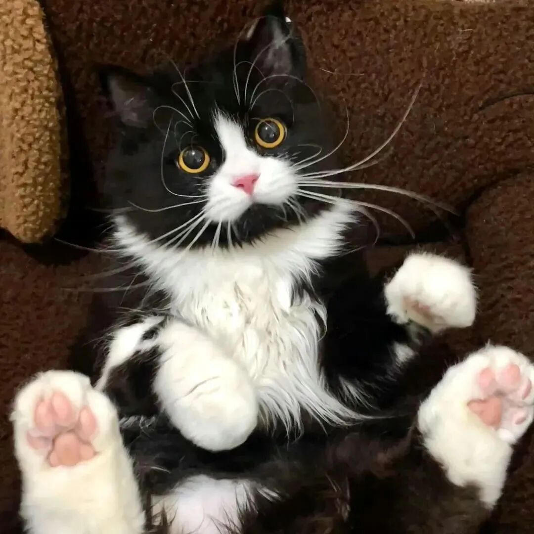 猫咪萌宠头像
