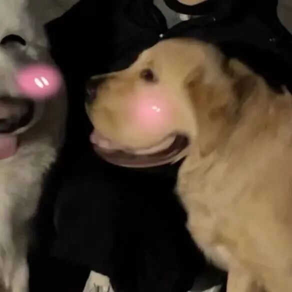 zrngjinamaoshiduiliya狗狗萌宠情侣头像