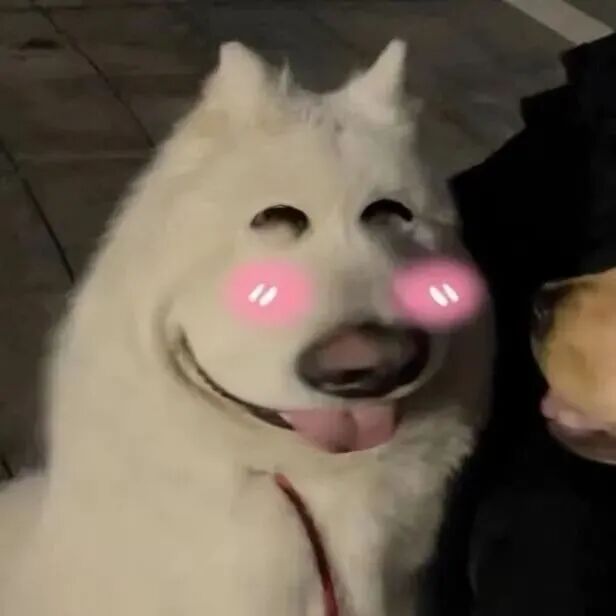 zrngjinamaoshiduiliya狗狗萌宠情侣头像