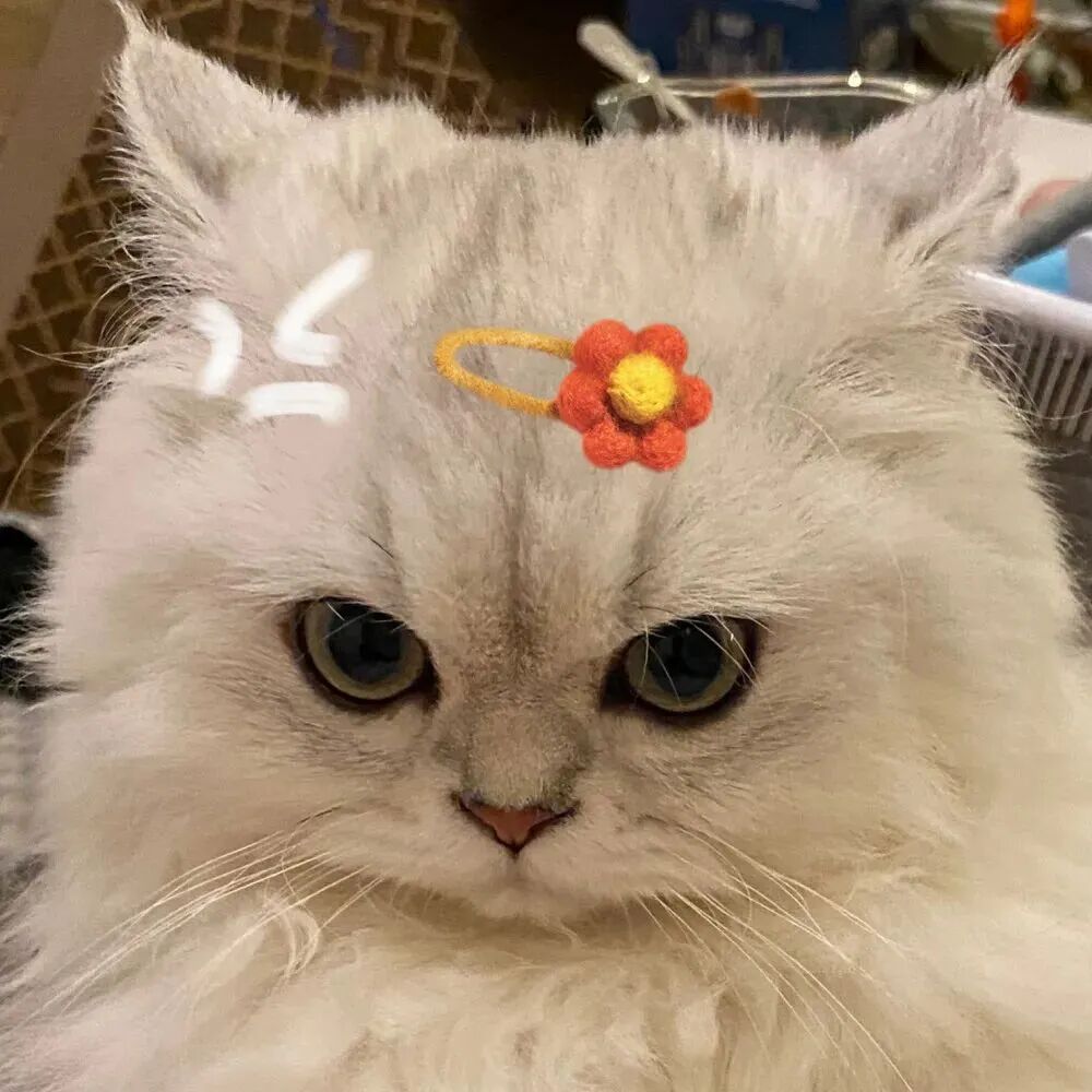 萌宠 萌宠头像  小猫头像 可爱 可爱头像