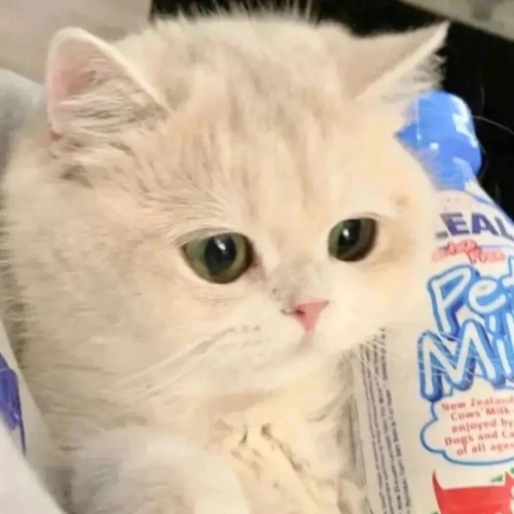 萌宠 萌宠头像  小猫头像 可爱 可爱头像