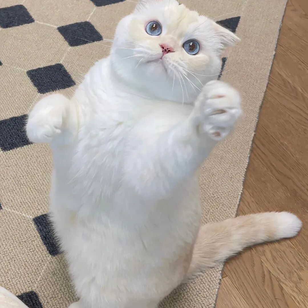 萌宠 萌宠头像 小猫头像