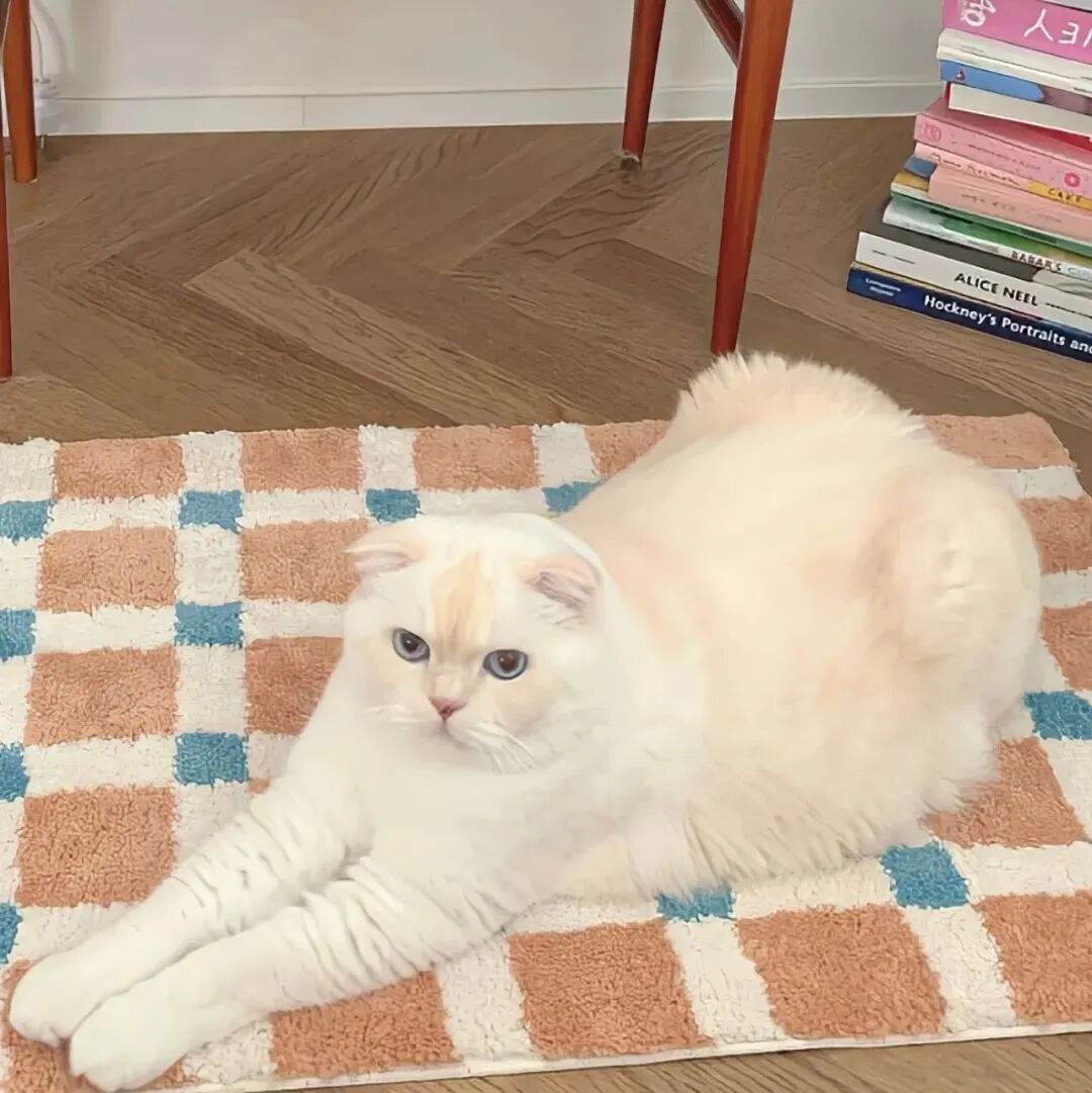 萌宠 萌宠头像  小猫头像
