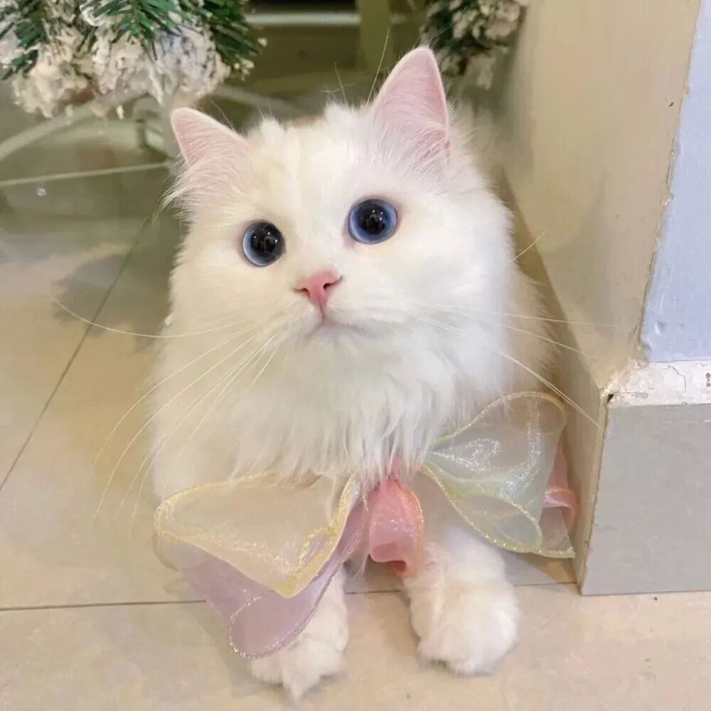 萌宠 萌宠头像  小猫头像 可爱 可爱头像