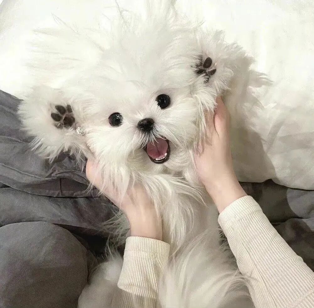 萌宠 萌宠头像  小狗头像 可爱 可爱头像