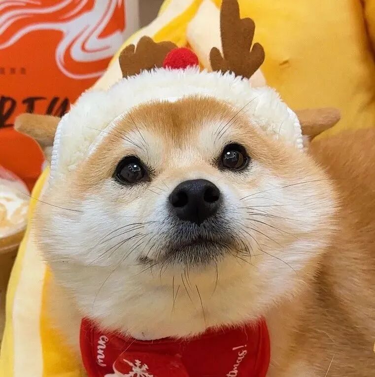 可爱圣诞节柴犬狗狗萌宠头像