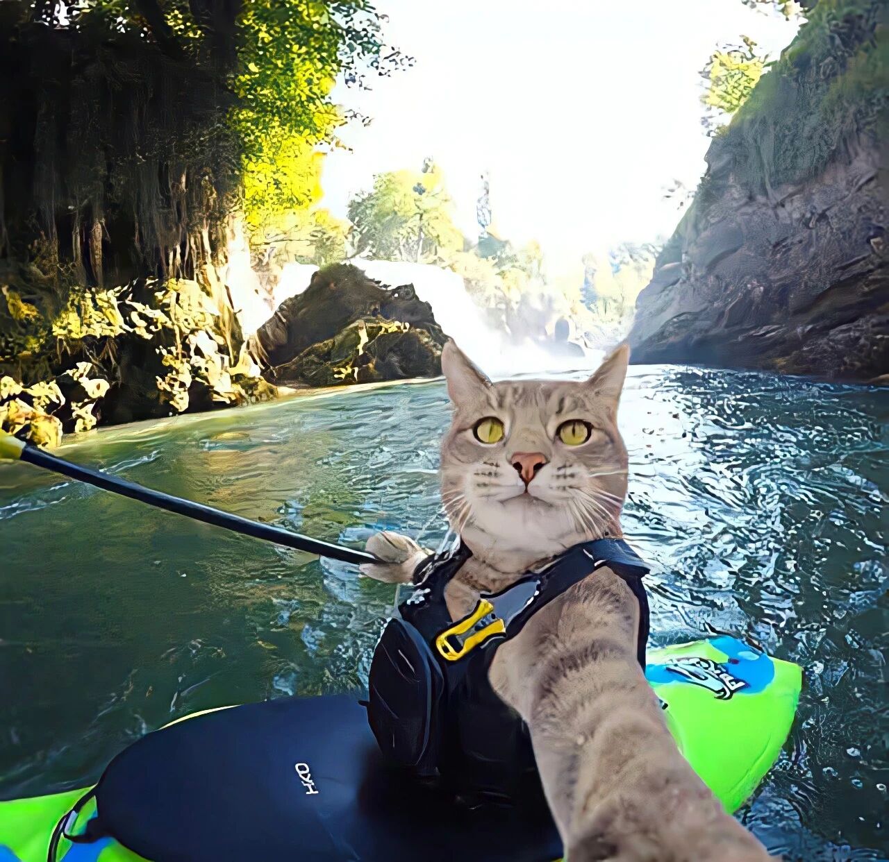 萌宠 萌宠头像  小猫头像